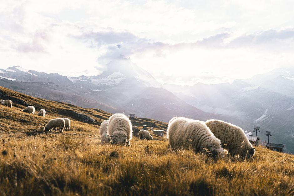 Brotli vs Gzip: Which Compression Wins?