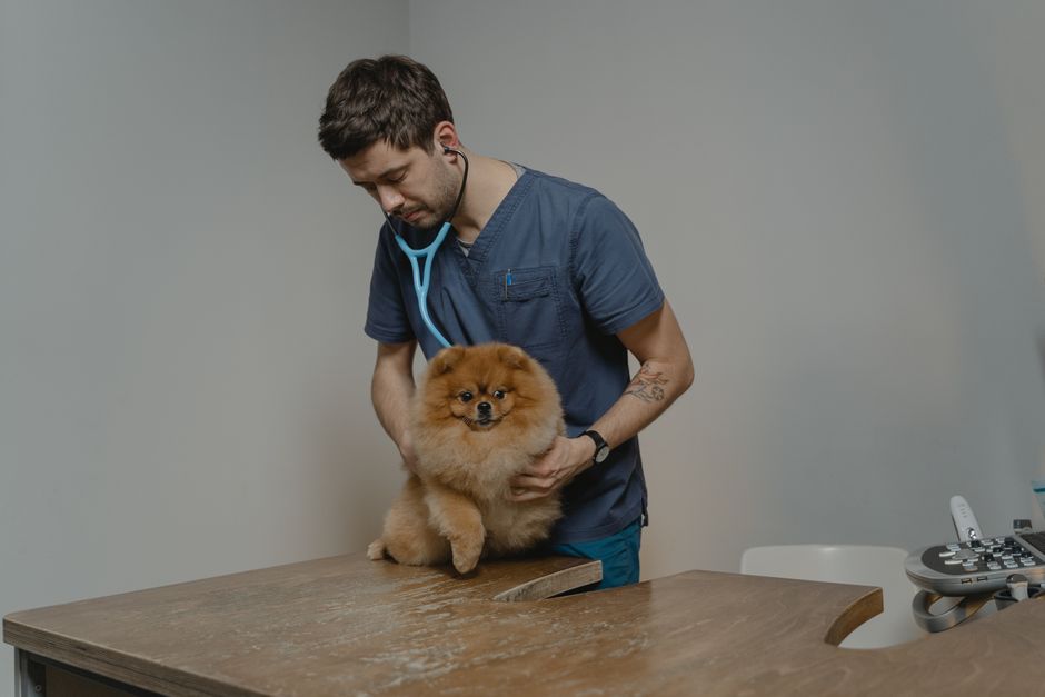 How to Become the #1 Vet in New York with Local SEO