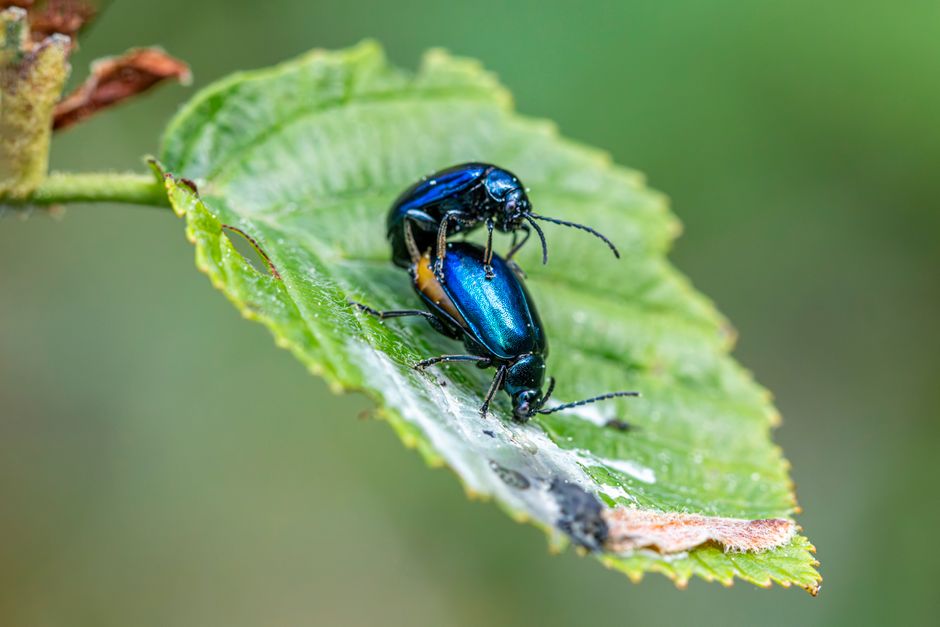 The Roach Motel SEO: How to Trap Local Pest Control Customers