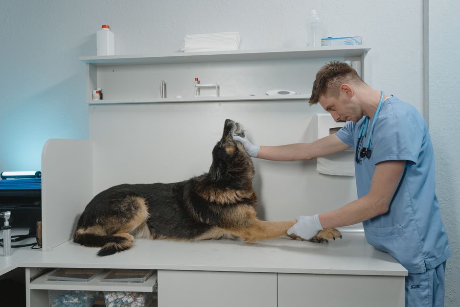 Build a Website That Brings in More Pet Owners: Simple Architecture for Veterinary Clinics